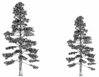 Trees 2